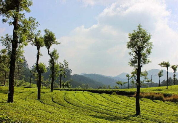 6 Nights 7 Days Cochin – Munnar -Thekkady-Kumarakom Alleppey Houseboat Kerala Tour Packages